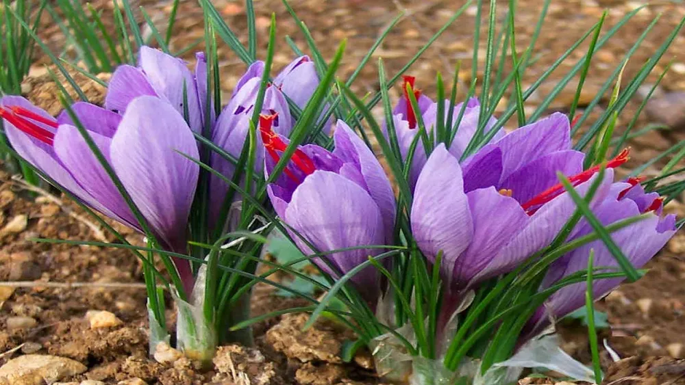 Crocus sativus