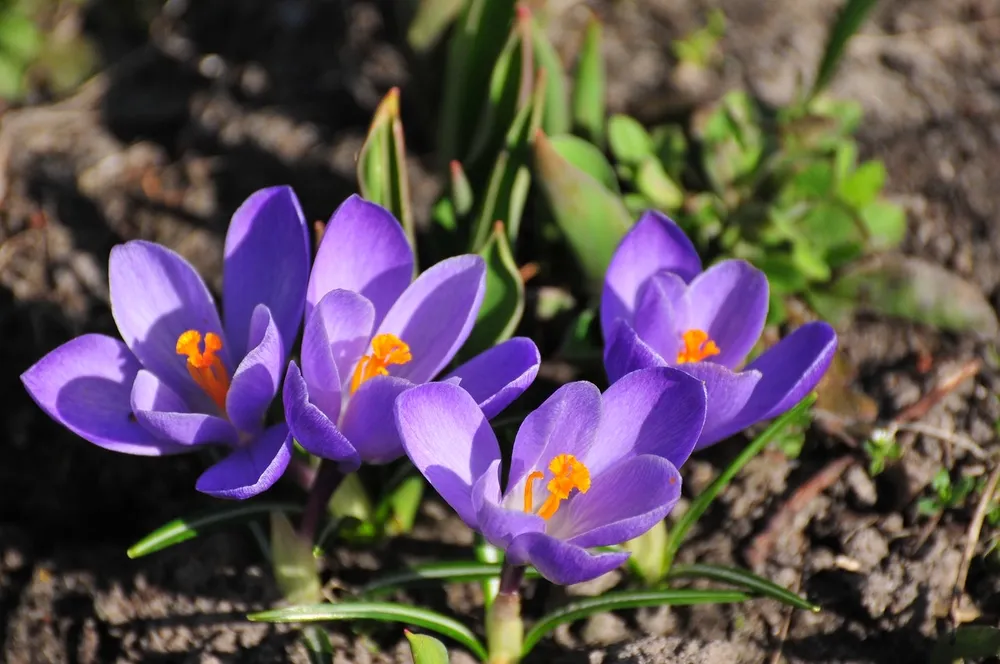 Crocus sativus