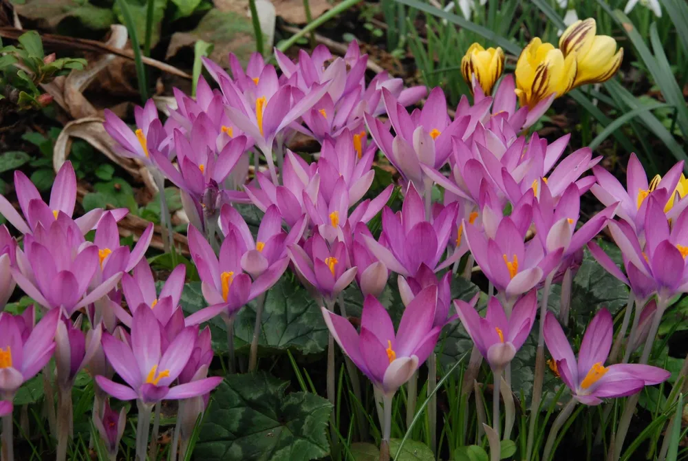 Crocus tommasinianus