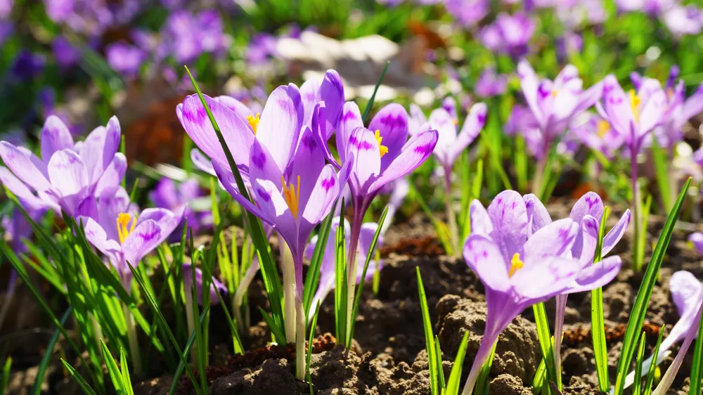 Crocus tommasinianus roseus