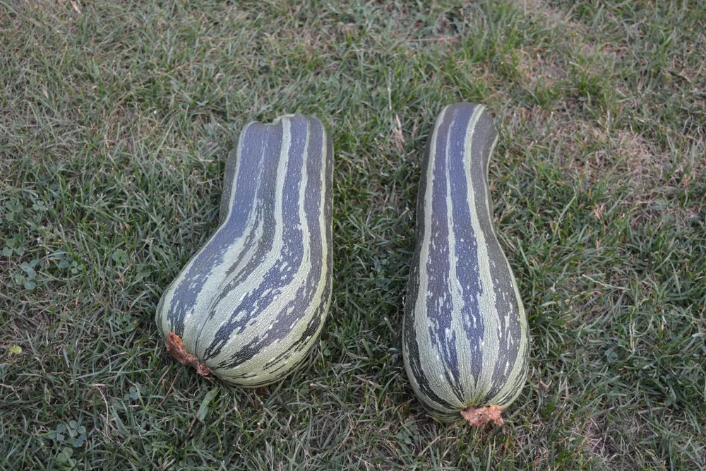 Crookneck Squash