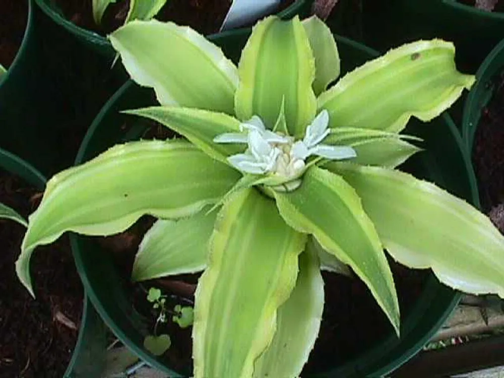 Cryptanthus acaulis