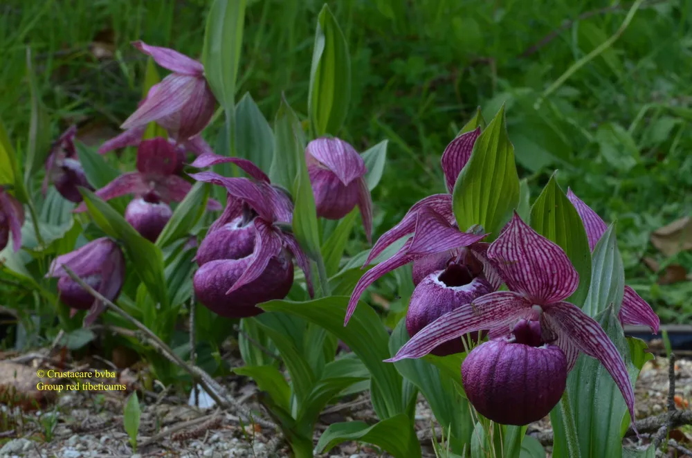 Cypripedium tibeticum