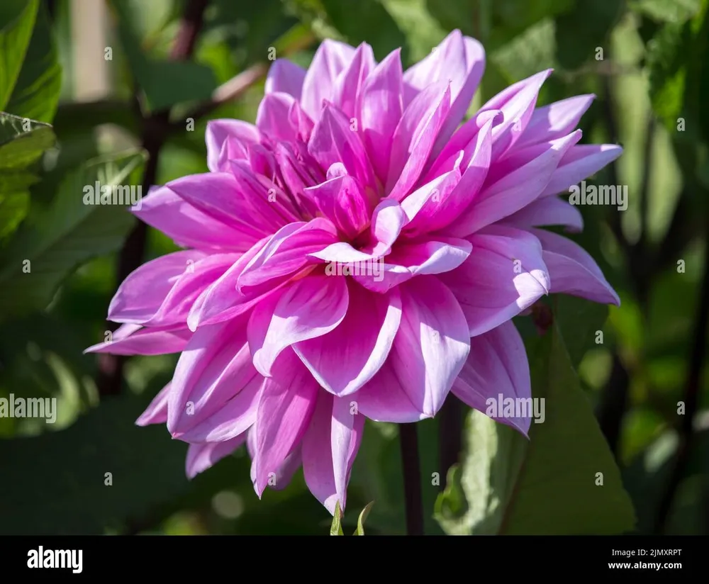 Dahlia Holland Festival