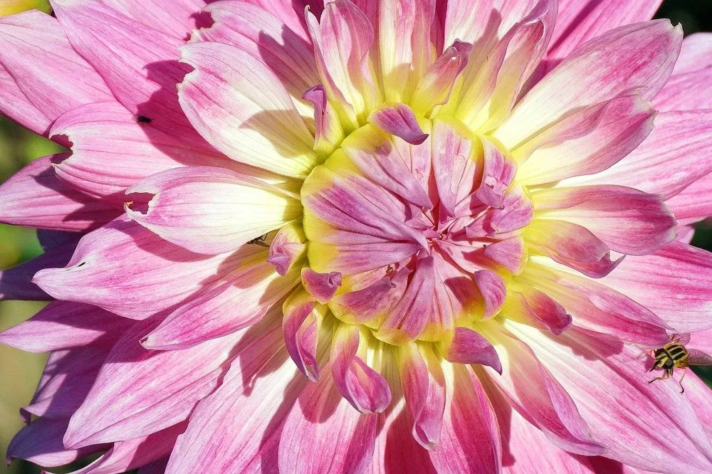 Dahlia Orion