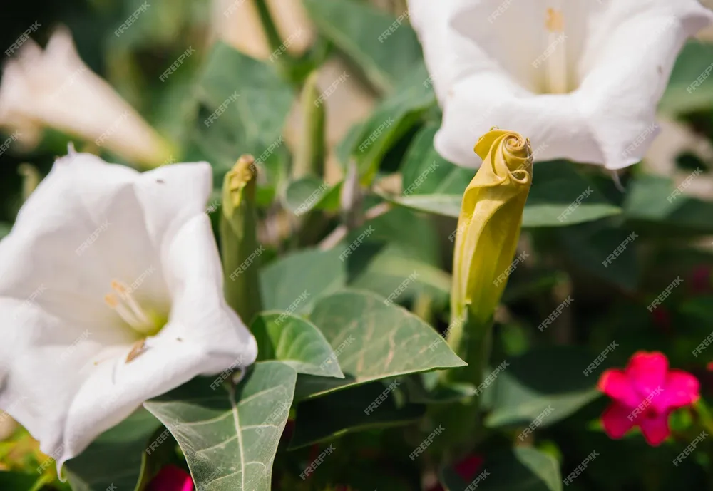 Datura stramoniu