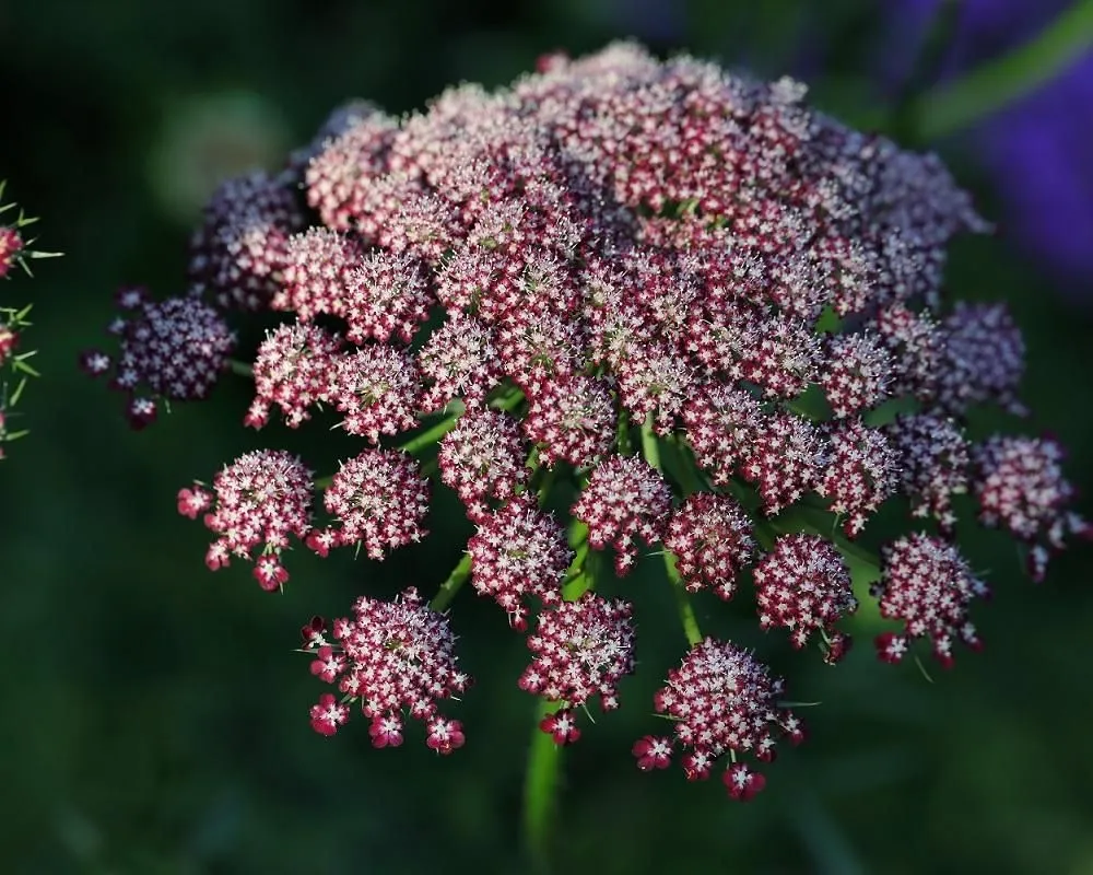 Daucus carota цветок