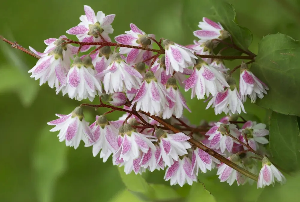 Дейция Deutzia rosea