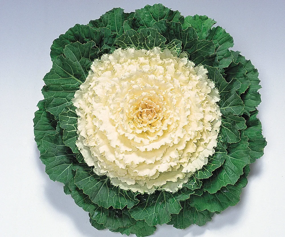 Декоративная капуста Brassica oleracea