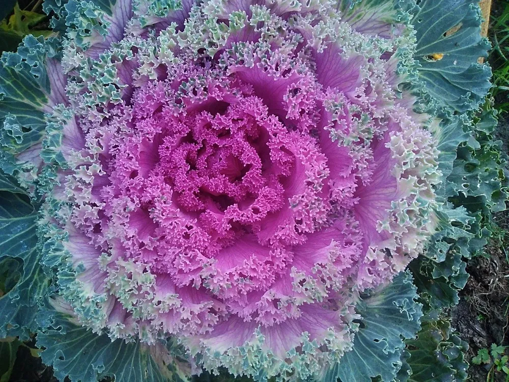 Декоративная капуста Brassica oleracea