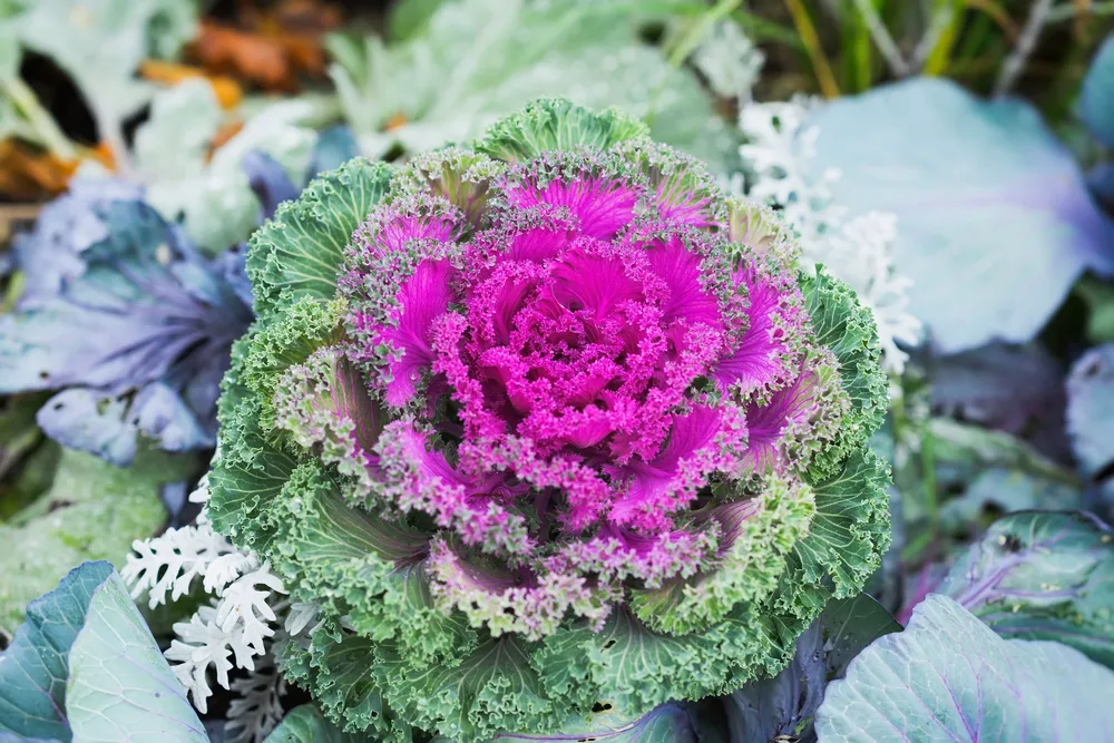 Декоративная капуста Brassica oleracea