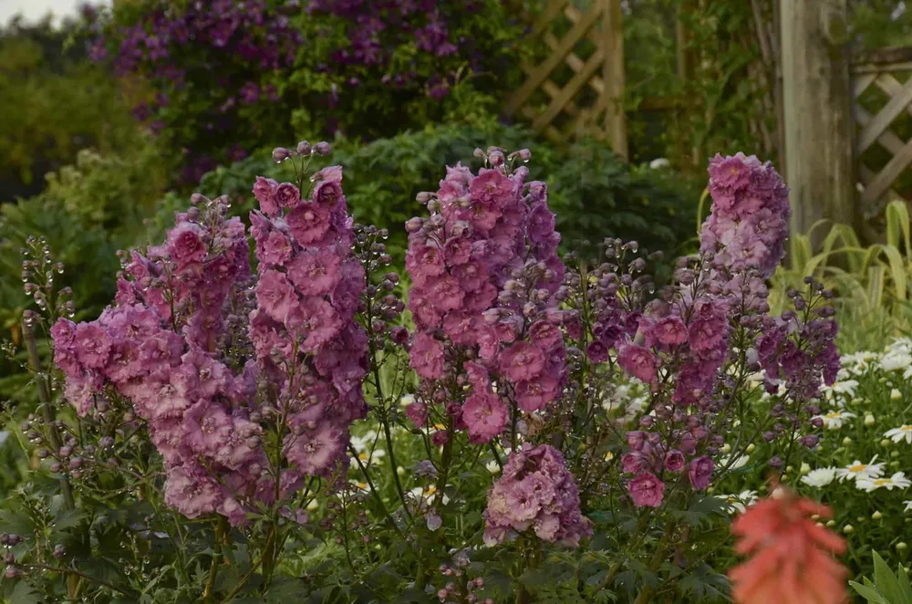 Delphinium Pink Punch