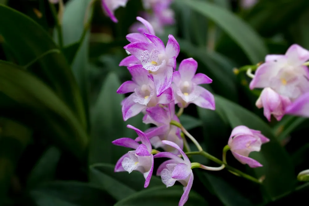 Дендробиум Кинга Dendrobium kingianum