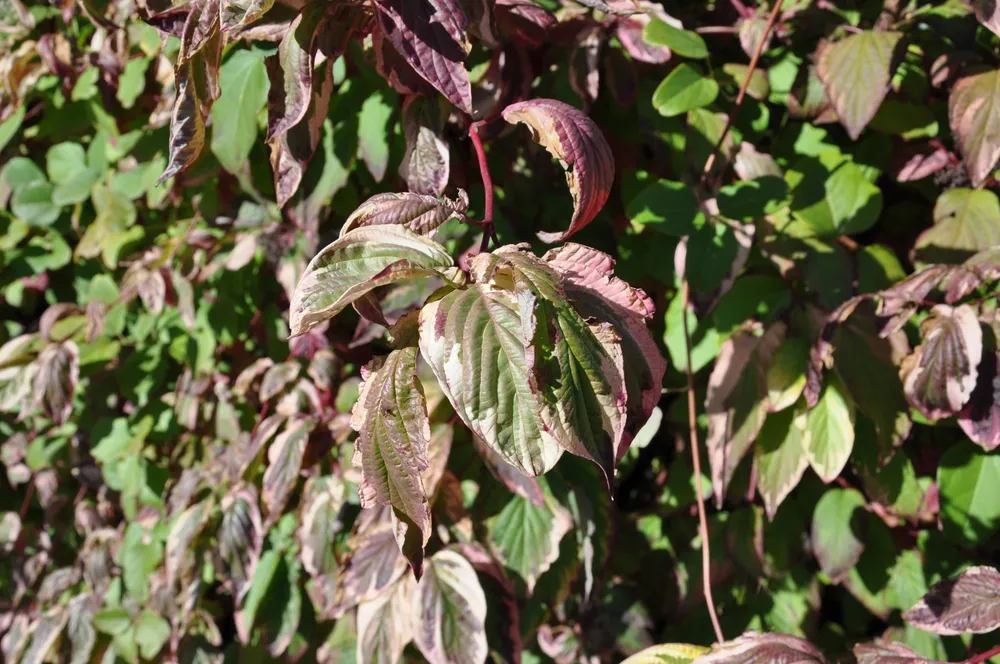 Дерен белый Cornus Alba argenteo-marginata