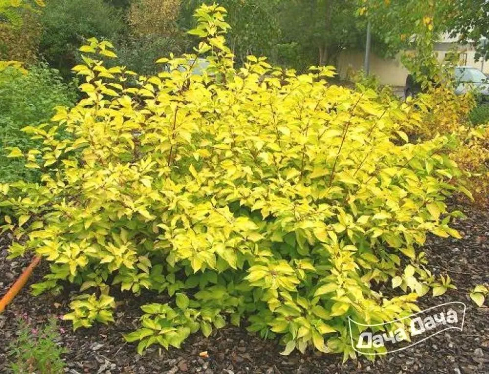 Дерен белый Cornus Alba Aurea