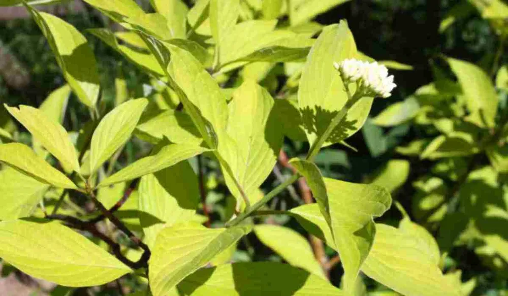 Дерен белый Cornus Alba Aurea