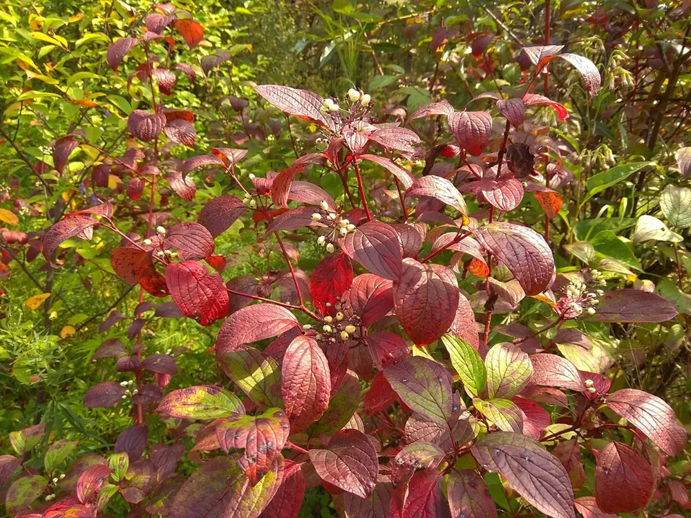 Дерен белый Кессельринги Cornus Alba Kesselringii