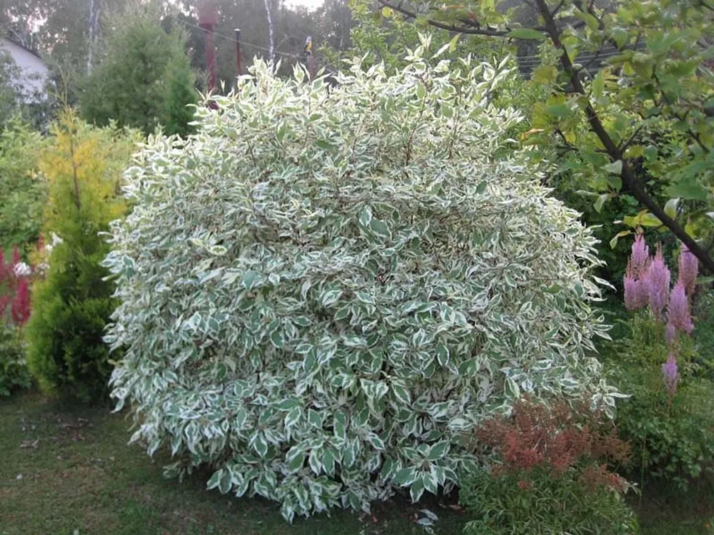 Дёрен белый sibirica variegata