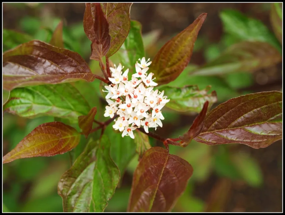 Дерен Cornus Alba Kesselringii