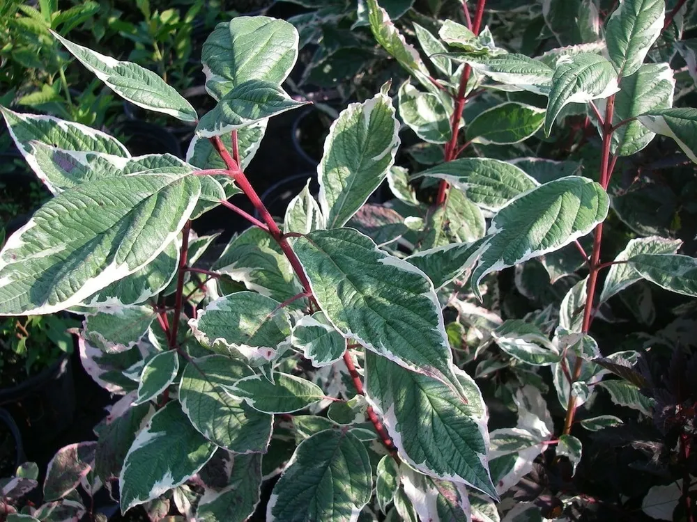 Дерен Cornus Alba sibirica