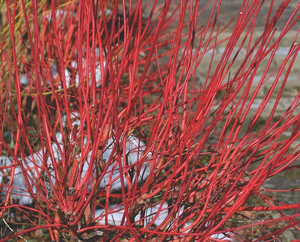 Дерен Cornus Alba sibirica