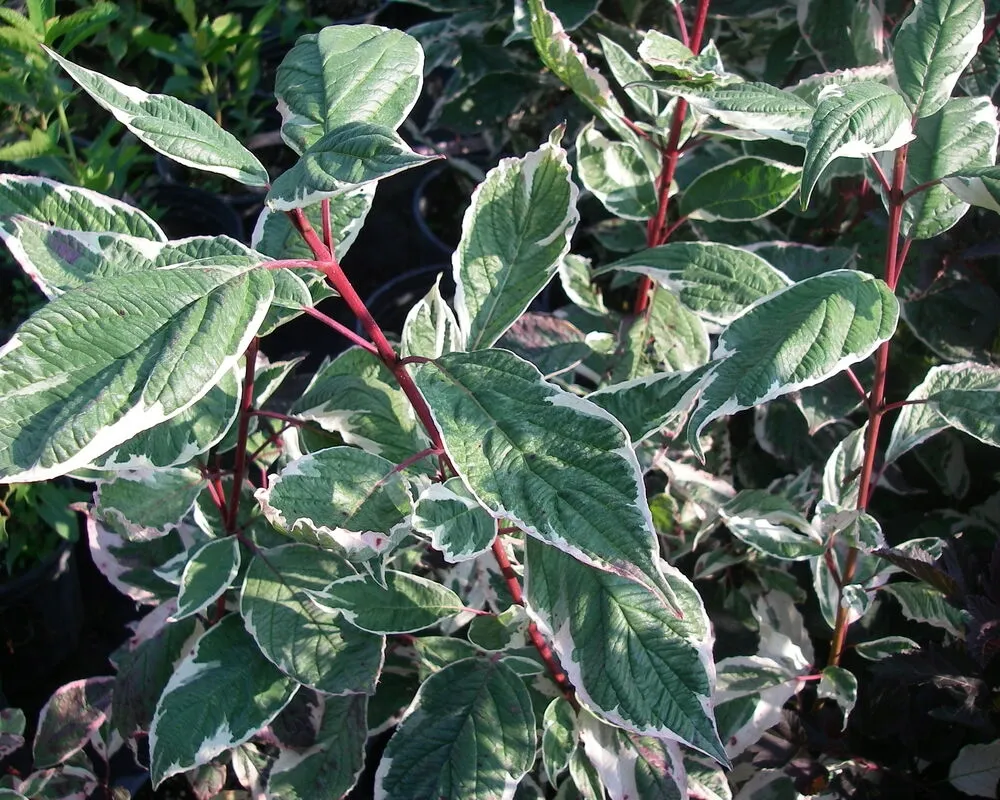 Дерен Cornus Alba sibirica