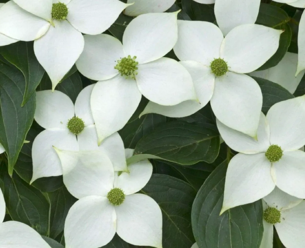 Дерен Cornus Kousa