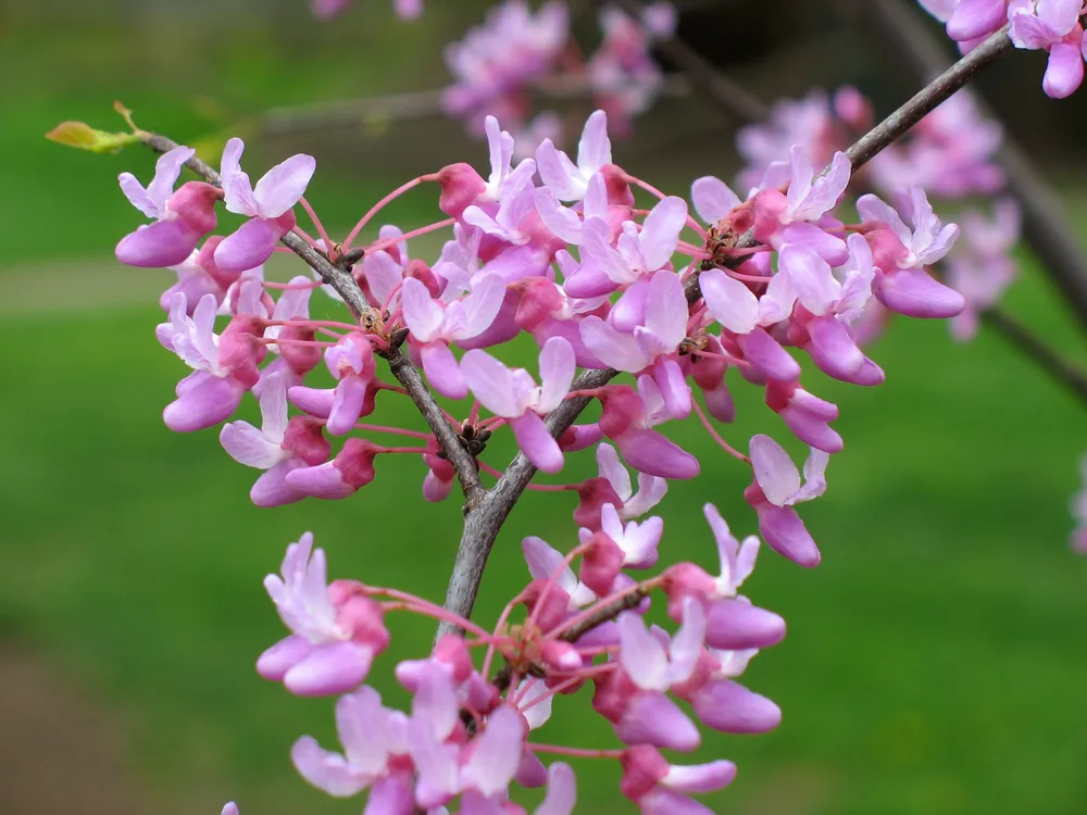 Дерево Redbud Cercis