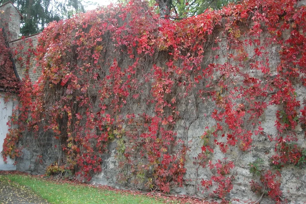 Девичий виноград Parthenocissus quinquefolia