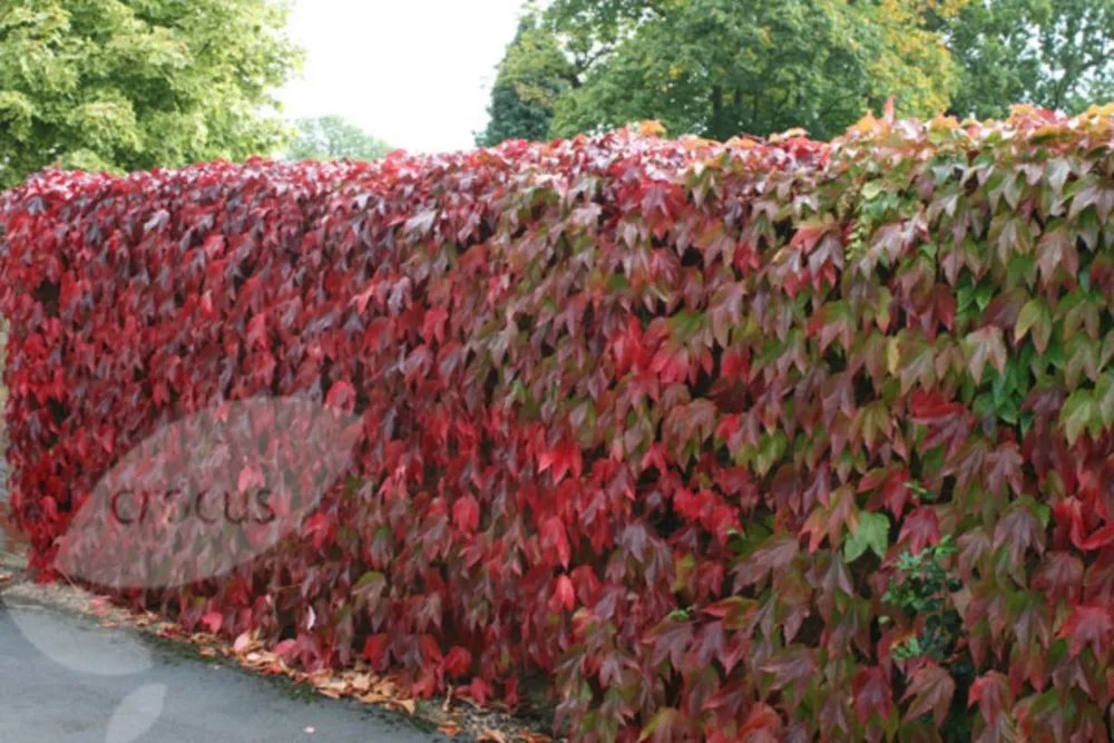 Девичий виноград Parthenocissus quinquefolia