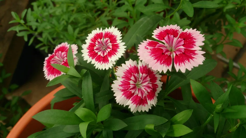 Dianthus chinensis гвоздика китайская