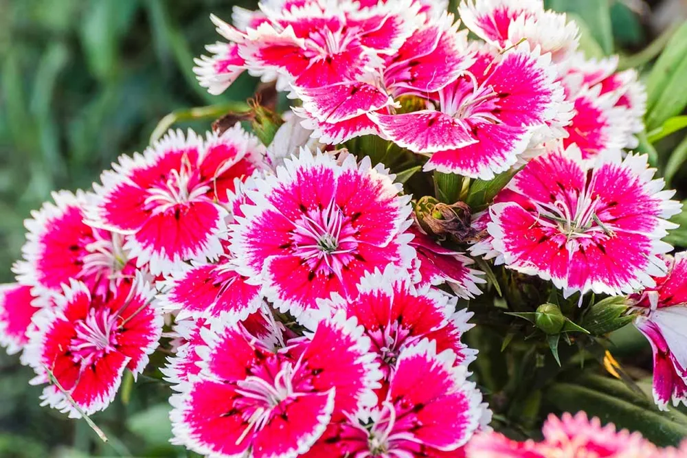 Dianthus chinensis гвоздика китайская