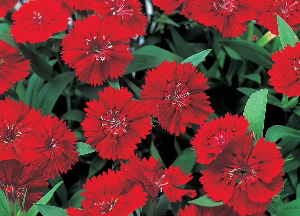 Dianthus chinensis гвоздика китайская