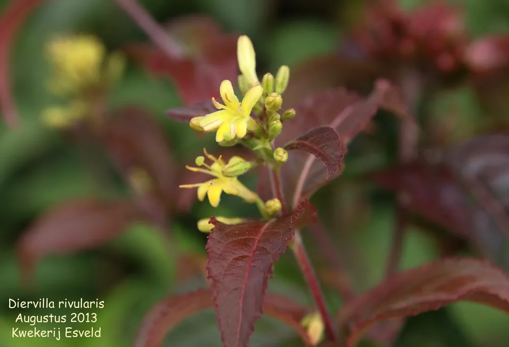 Diervilla rivularis Troja Black