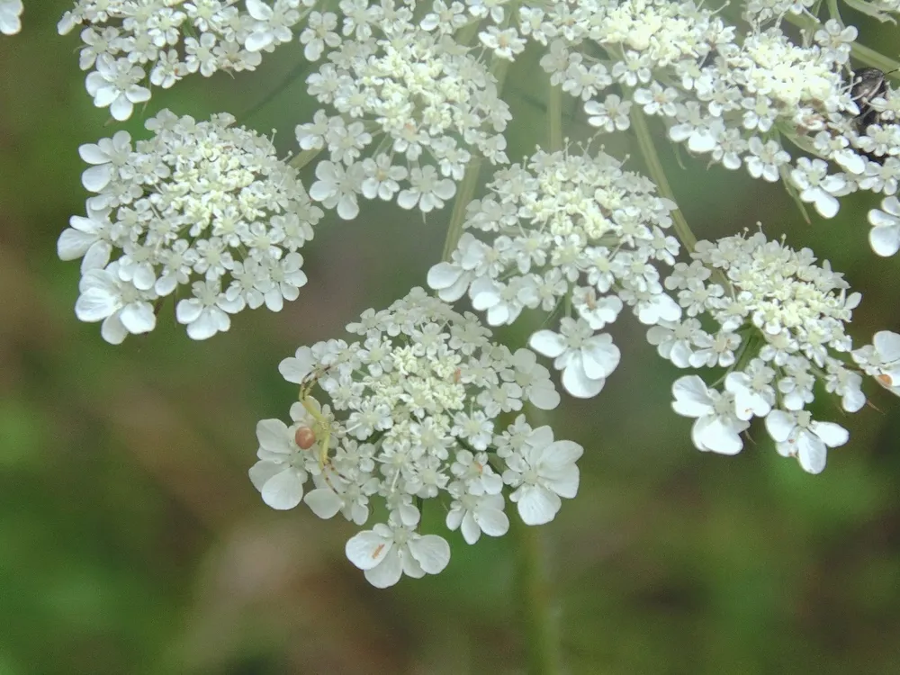 Дикая морковь – Queen Anne’s Lace