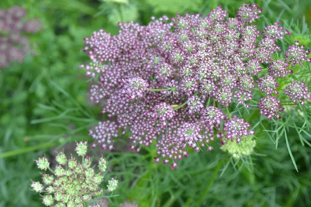 Дикая морковь – Queen Anne’s Lace