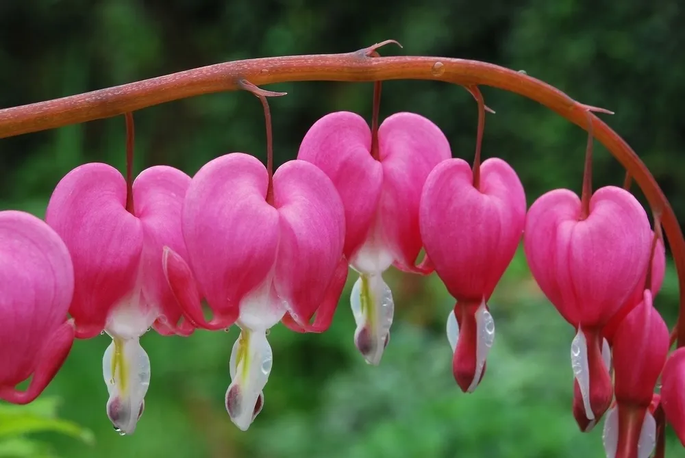 Дицентра великолепная Bleeding Heart