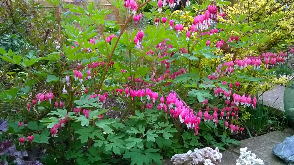 Дицентра великолепная Dicentra spectabilis