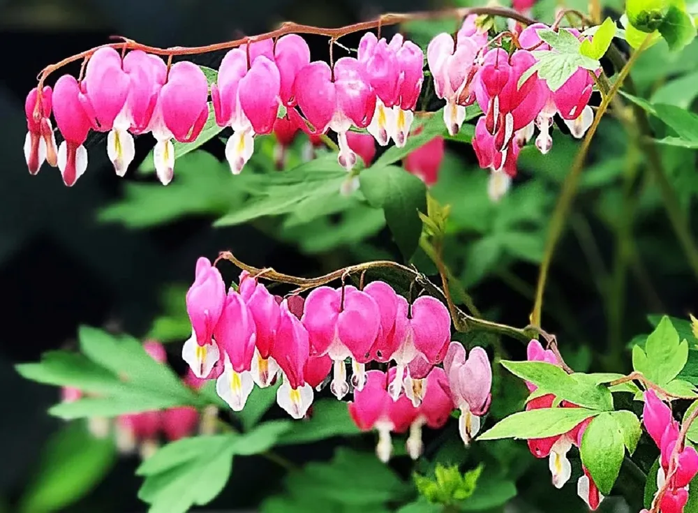 Дицентра великолепная Lamprocapnos spectabilis