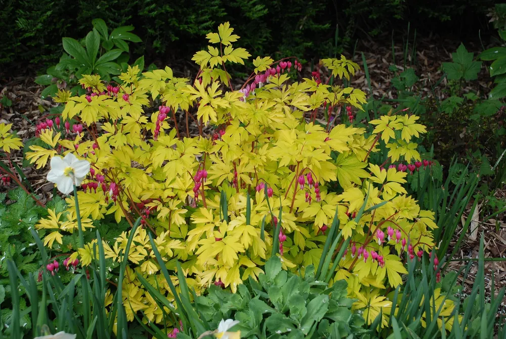 Дицентра Yellow Leaf