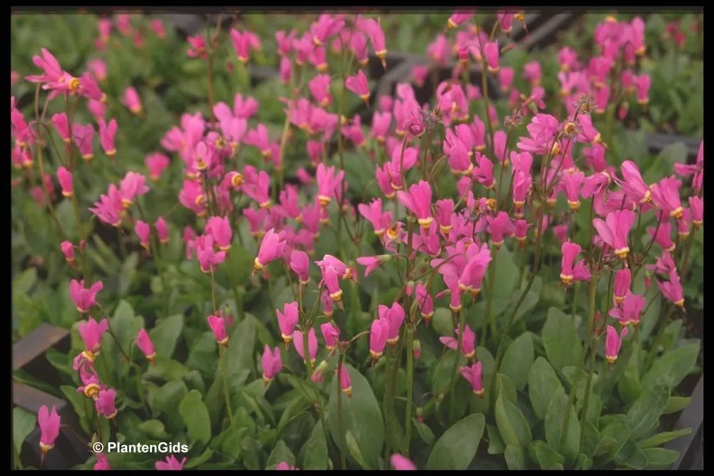 Dodecatheon meadia