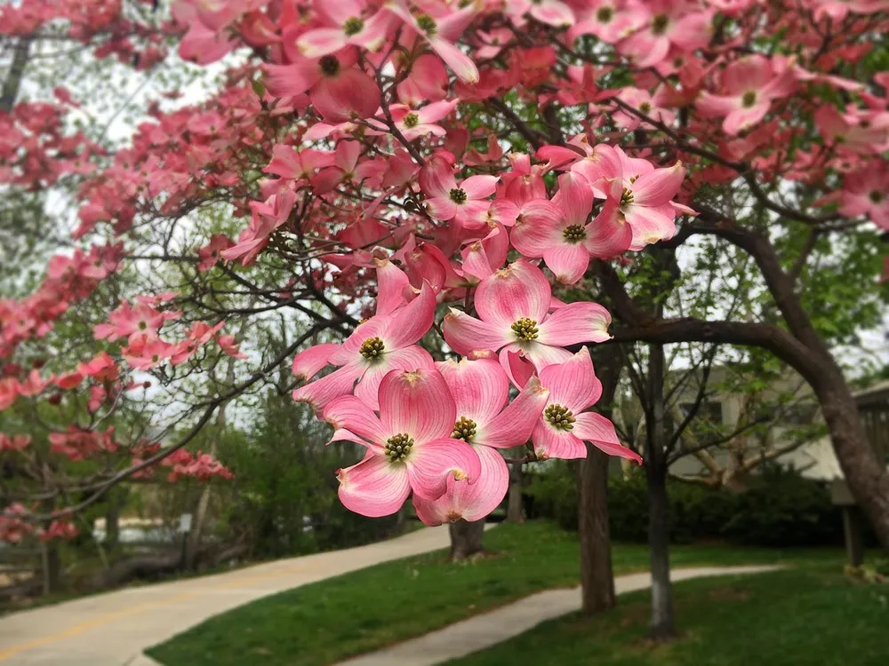 Dogwood Blossom