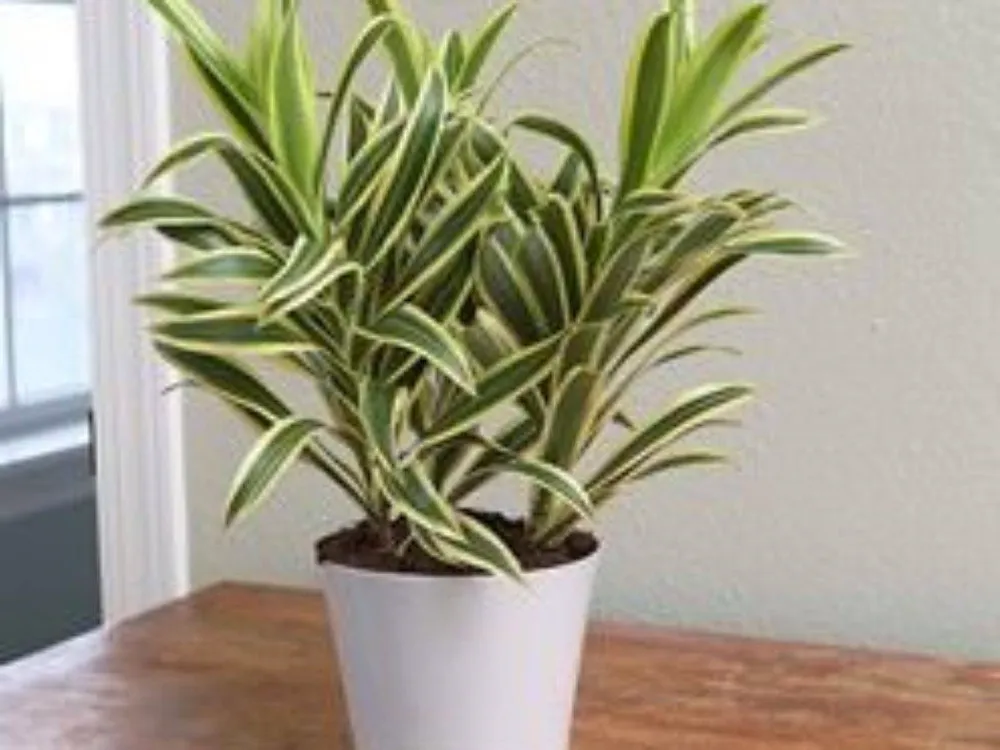 Драцена деремская Dracaena Deremensis