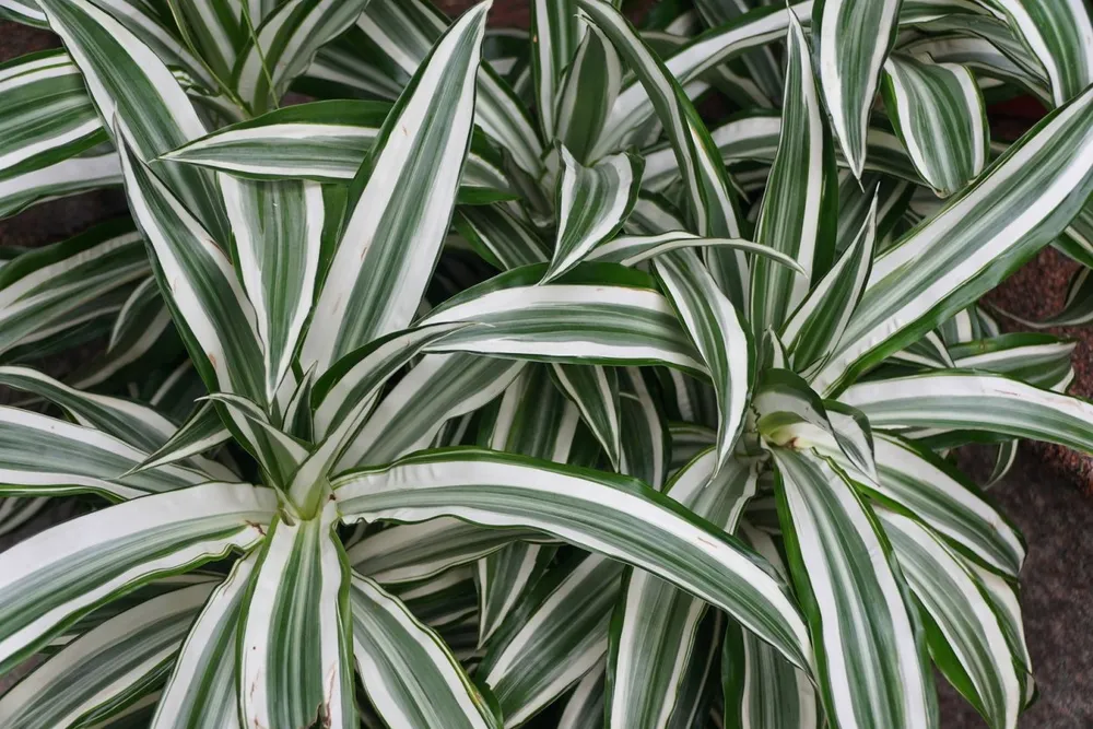 Драцена отогнутая Dracaena Reflexa