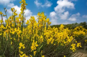 Дрок красильный Genista tinctoria