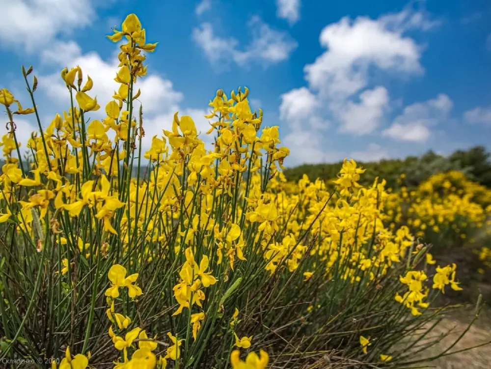 Дрок красильный Genista tinctoria