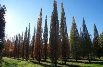 Дуб черешчатый Фастигиата Quercus Robur Fastigiata