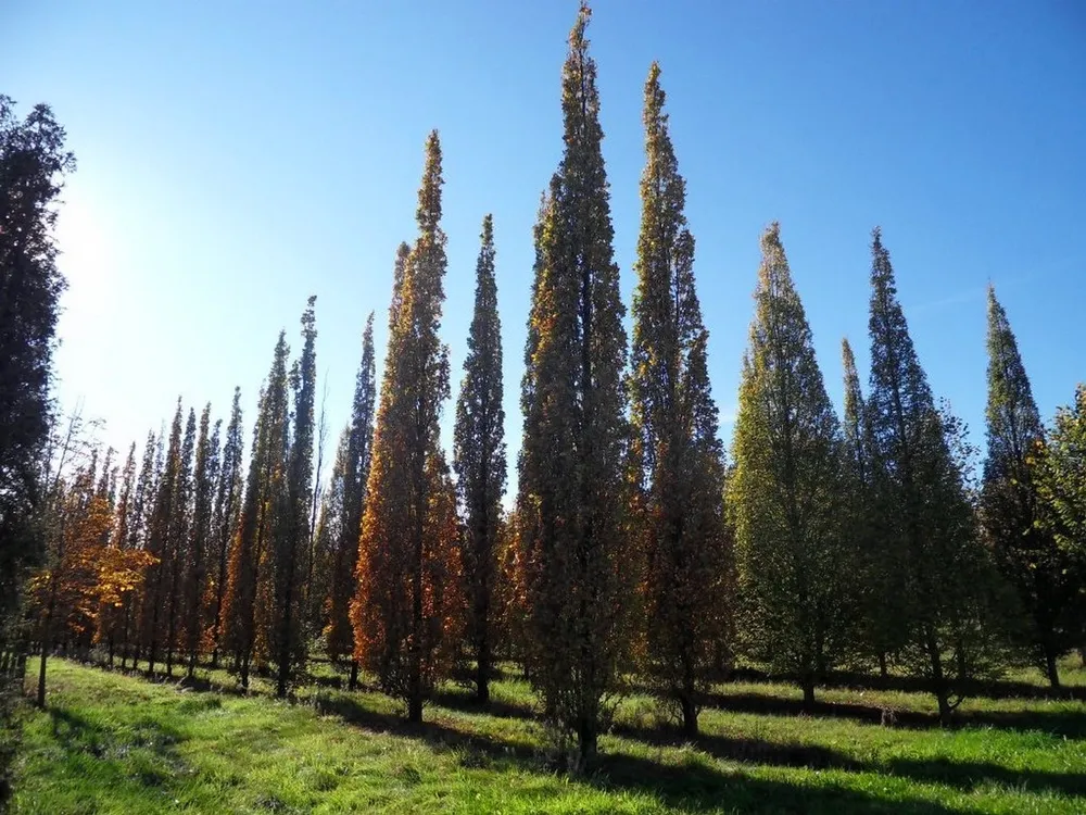 Дуб черешчатый Фастигиата Quercus Robur Fastigiata