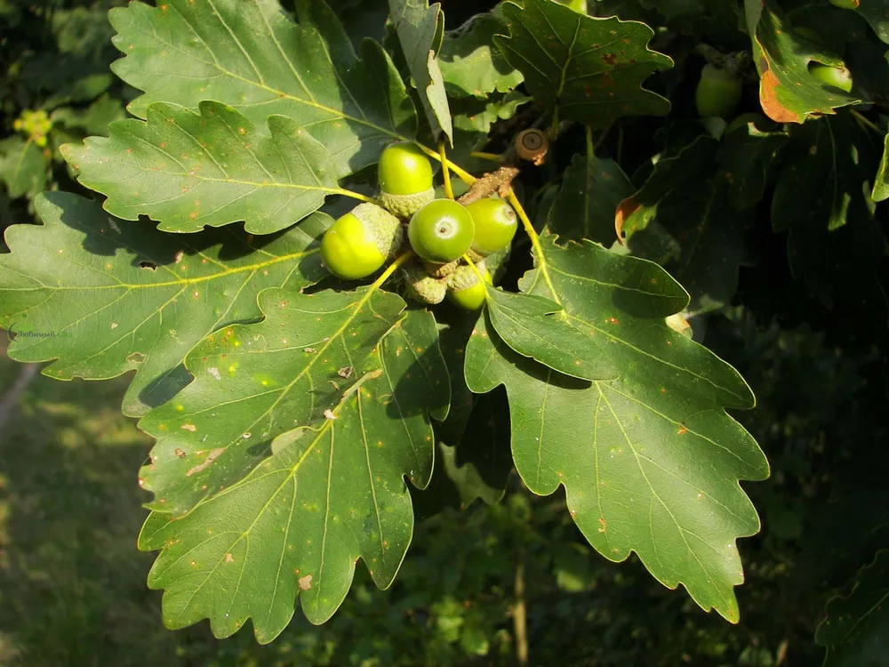 Дуб черешчатый Quercus Robur