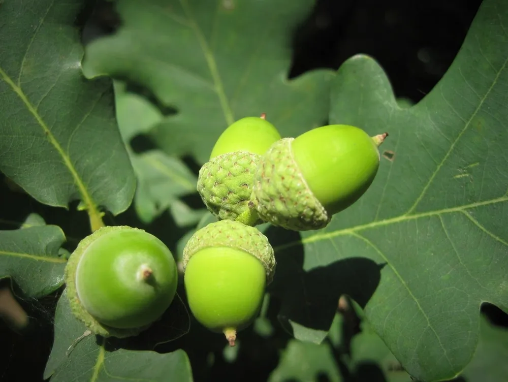 Дуб черешчатый Quercus Robur